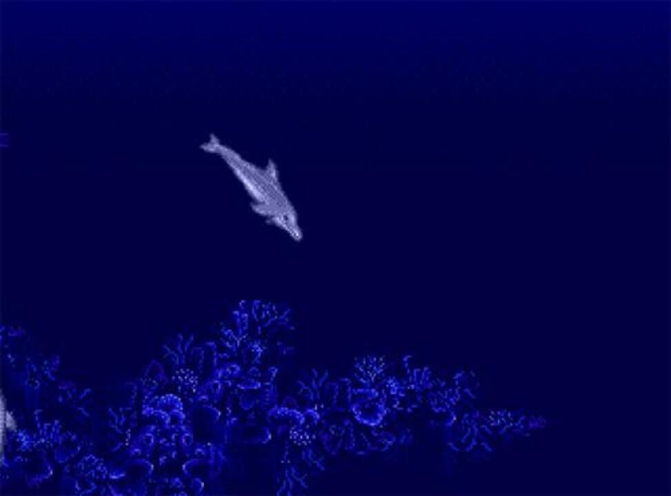 Ecco the Dolphin