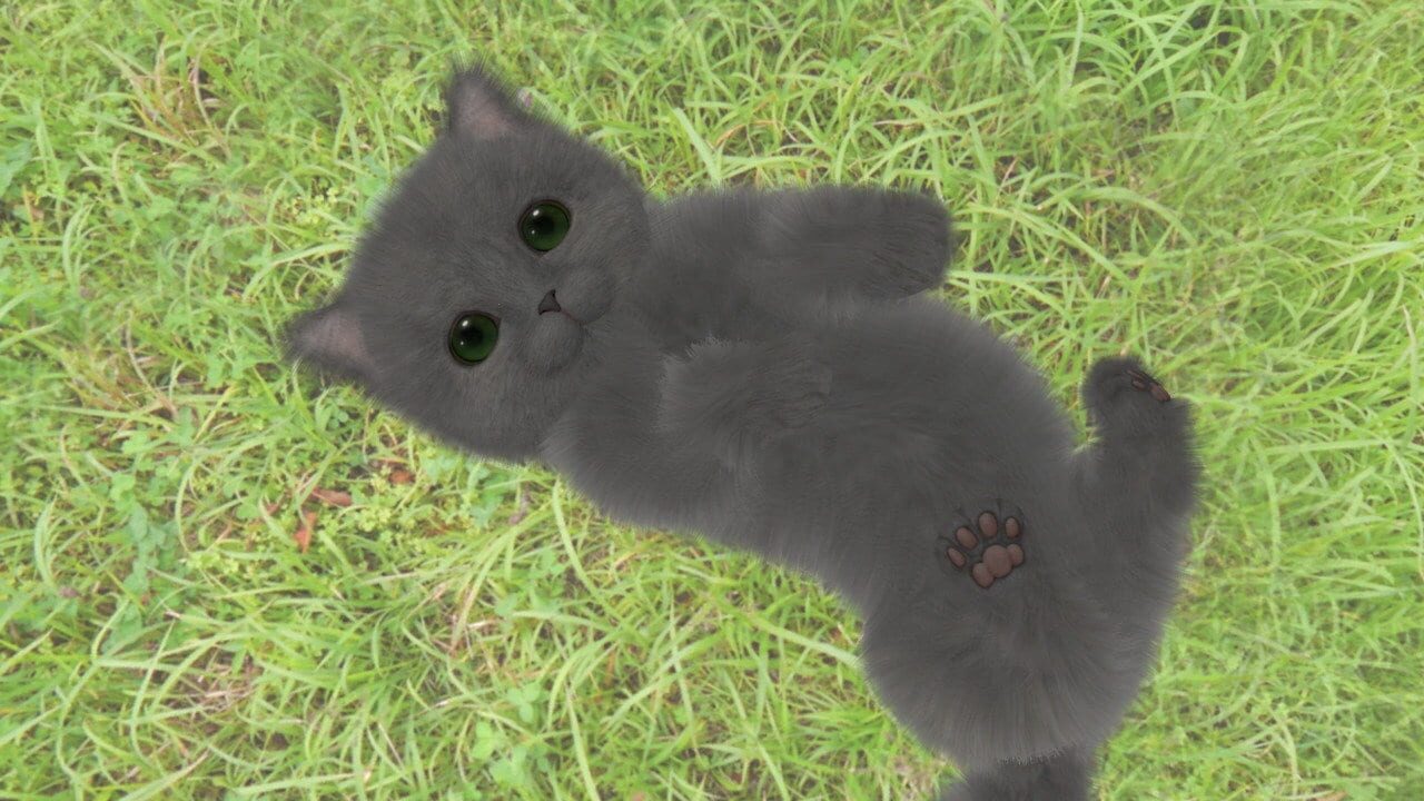 Aabs Animals