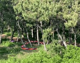 Being a Forest Snake Despite Rising Water Level