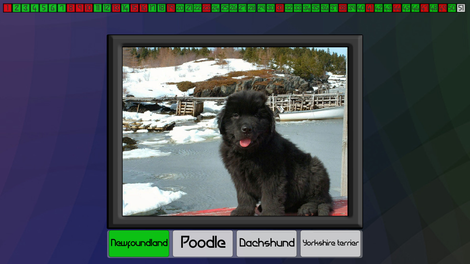 Test your knowledge: Dogs