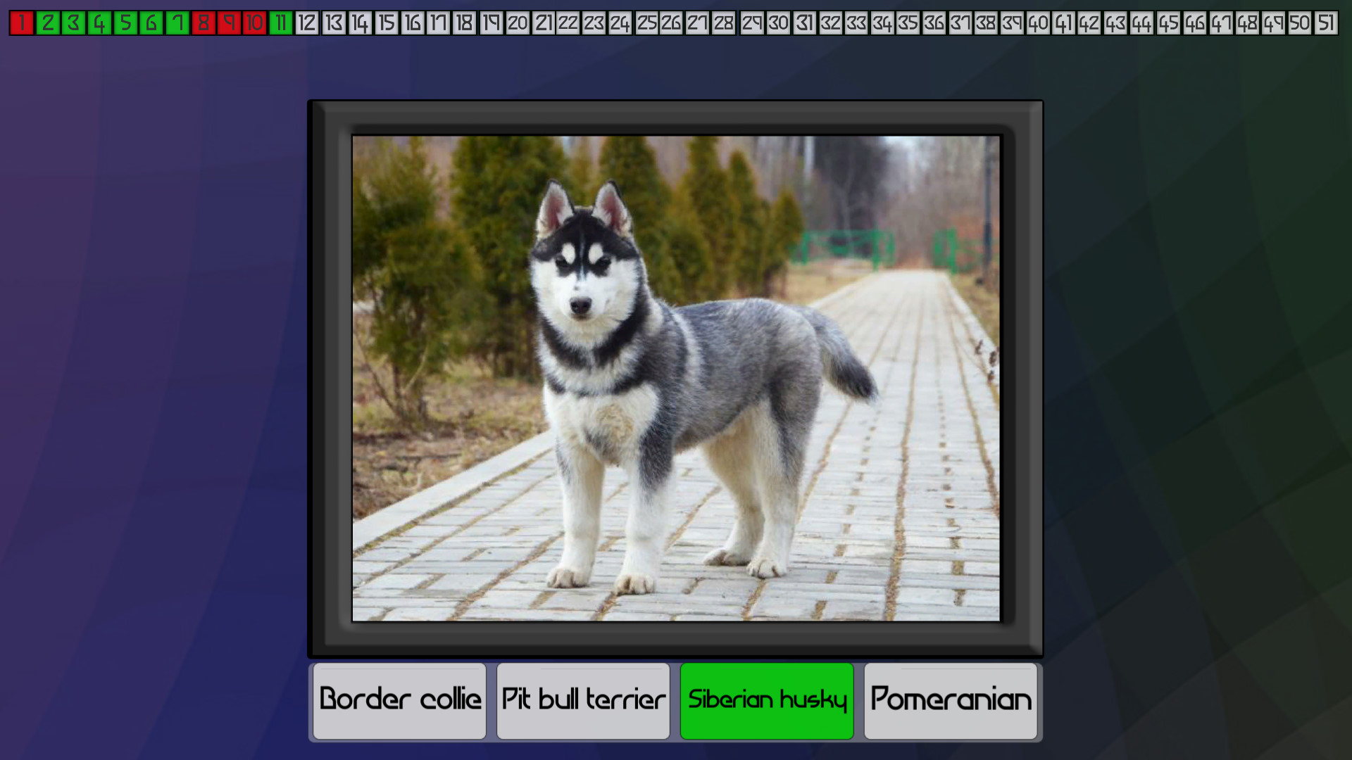 Test your knowledge: Dogs