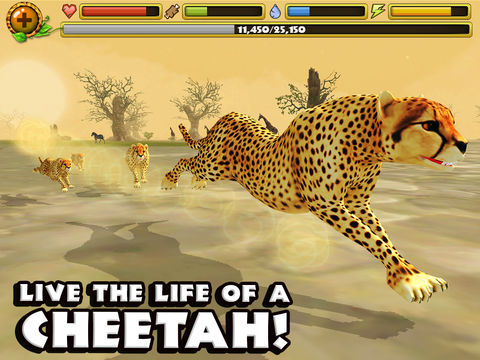 Cheetah Simulator