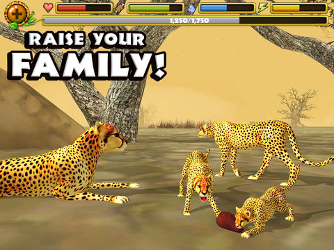 Cheetah Simulator