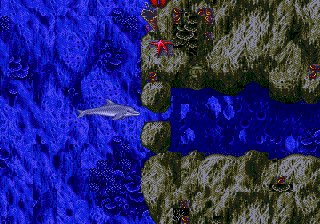 Ecco the Dolphin