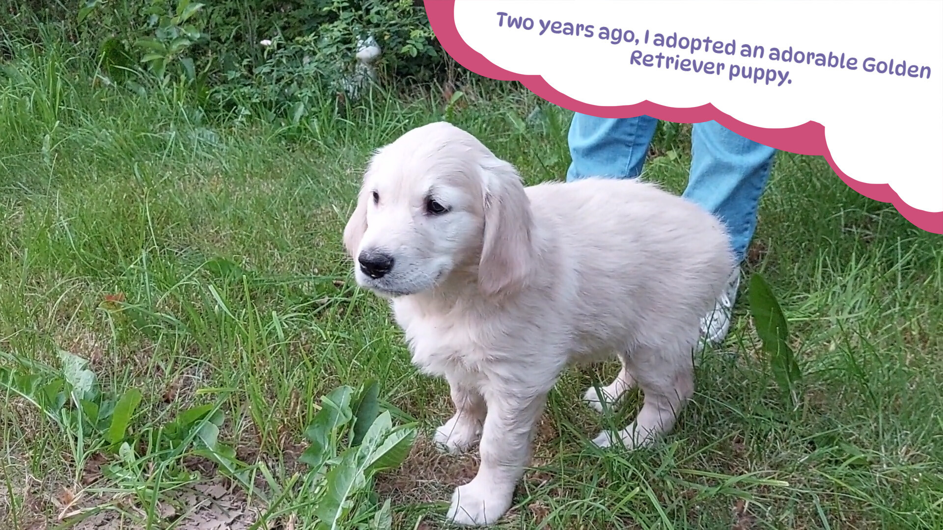 Golden Retriever Simple Life