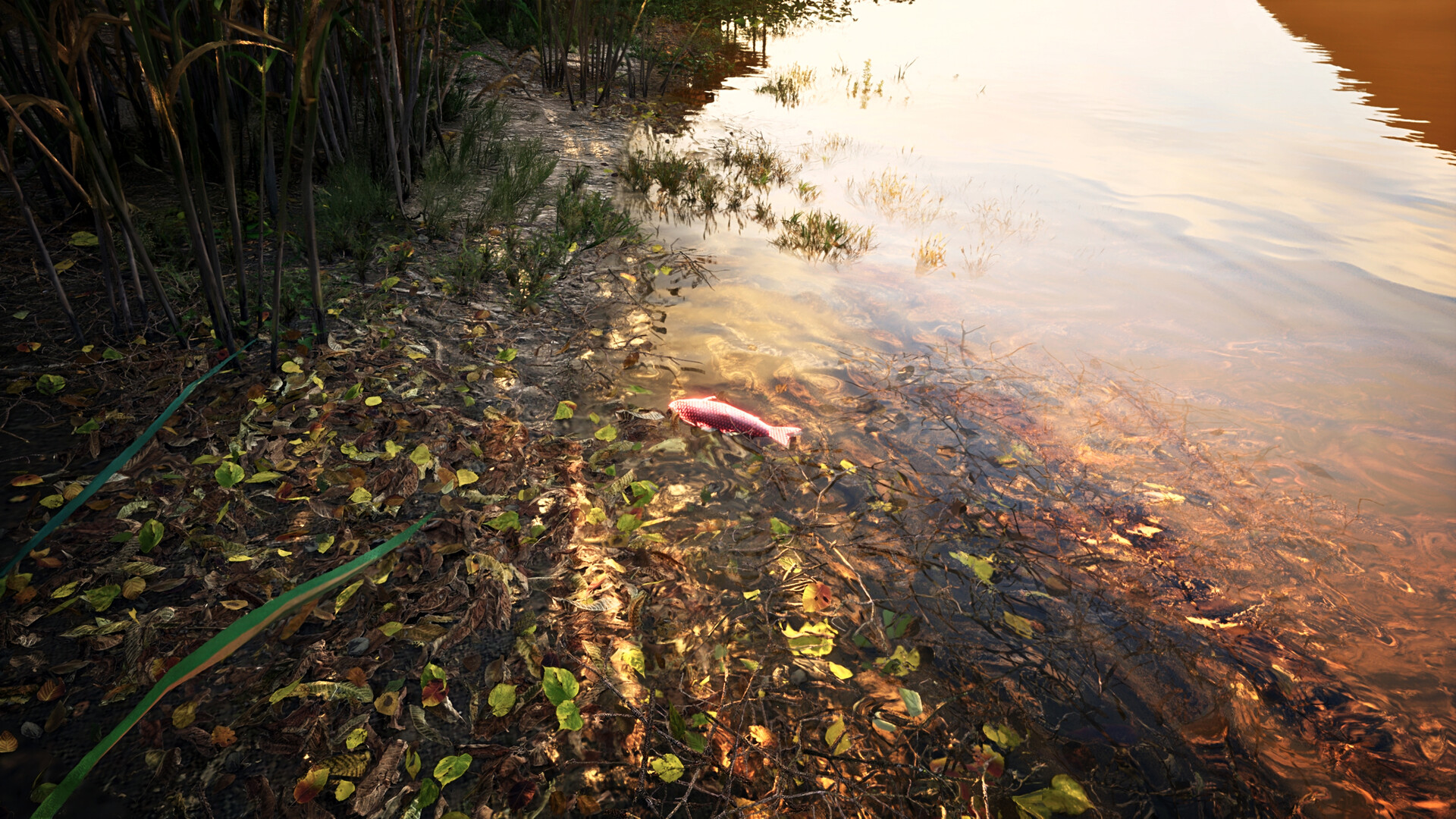 The Sixth Extinction