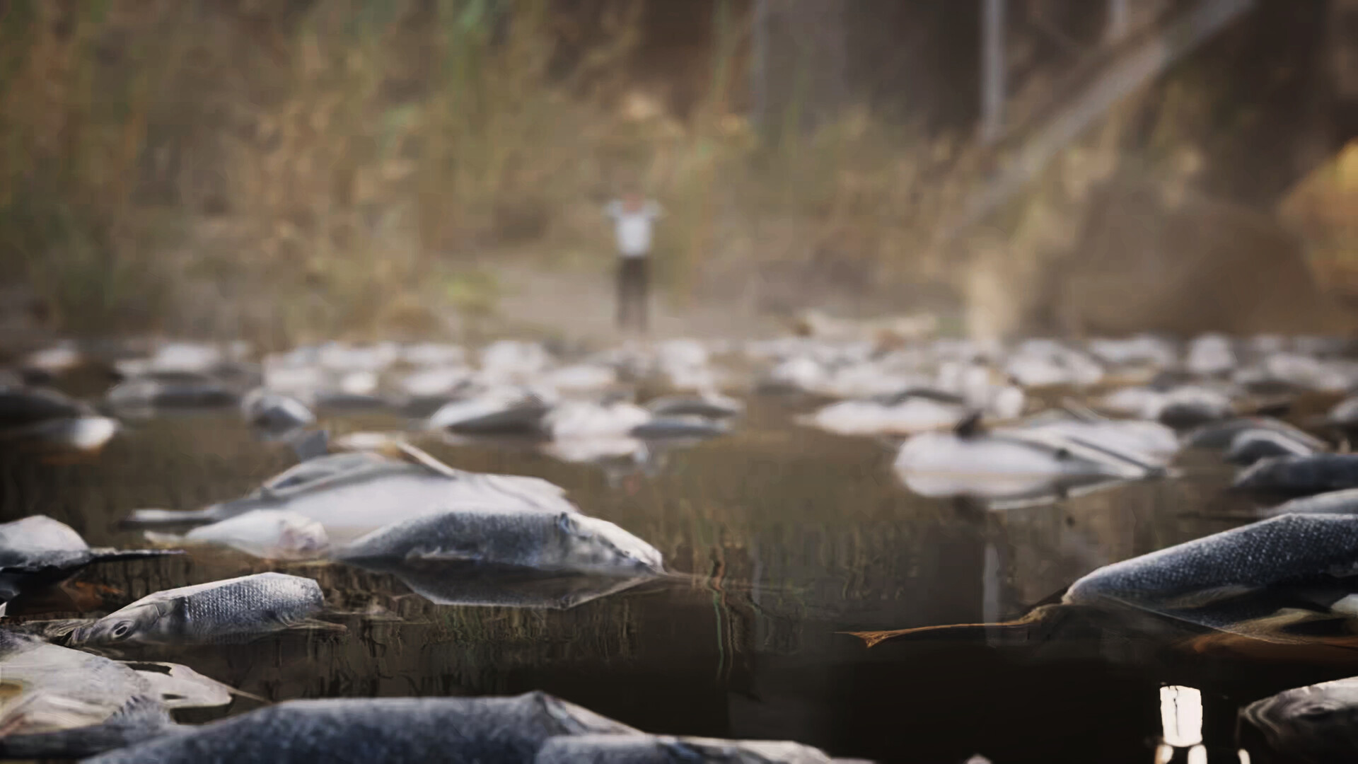 The Sixth Extinction