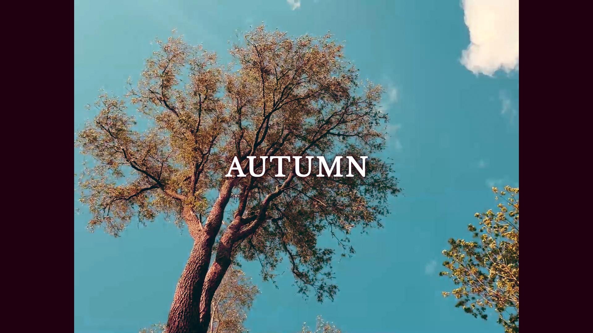 Screenplay in Autumn