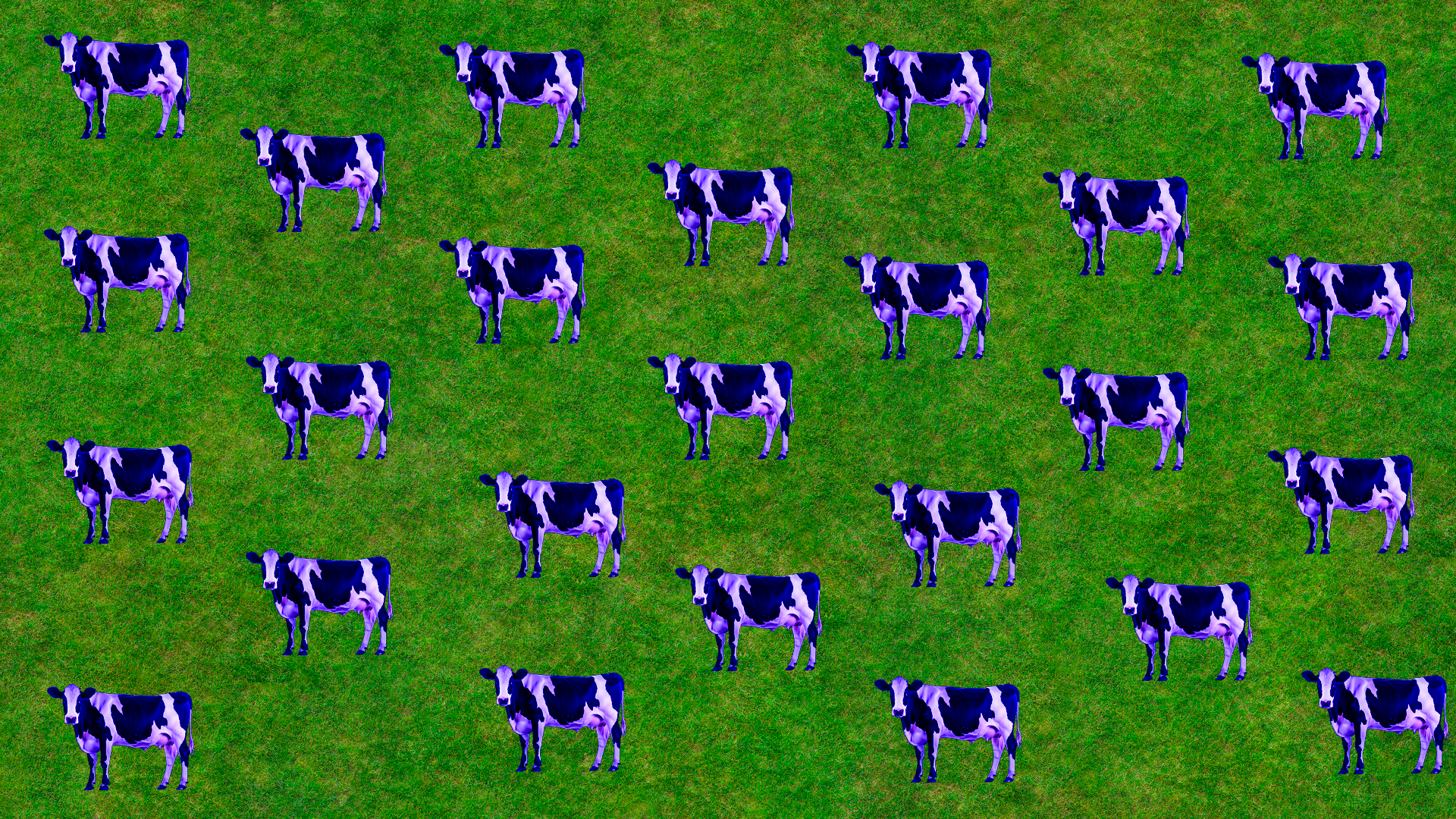 Imagina que tienes 2 vacas