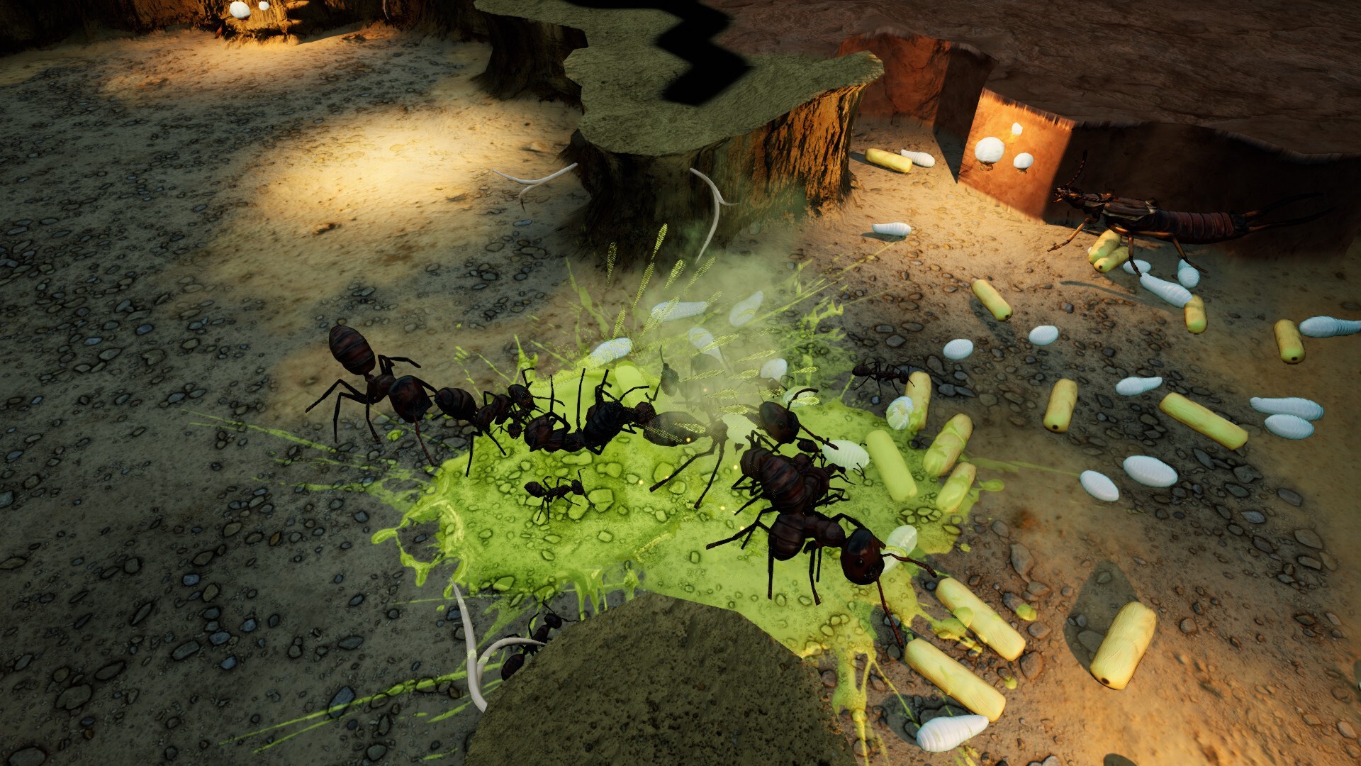 Empires of the Undergrowth: Exploding Ants