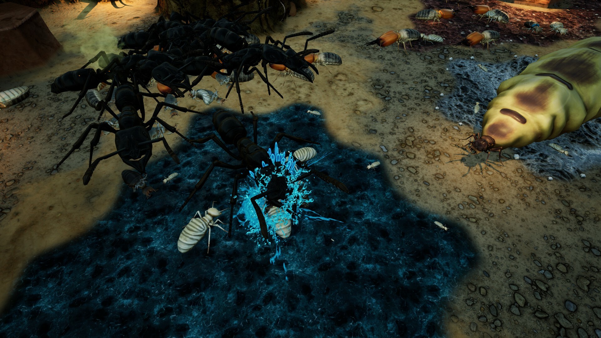 Empires of the Undergrowth: Exploding Ants