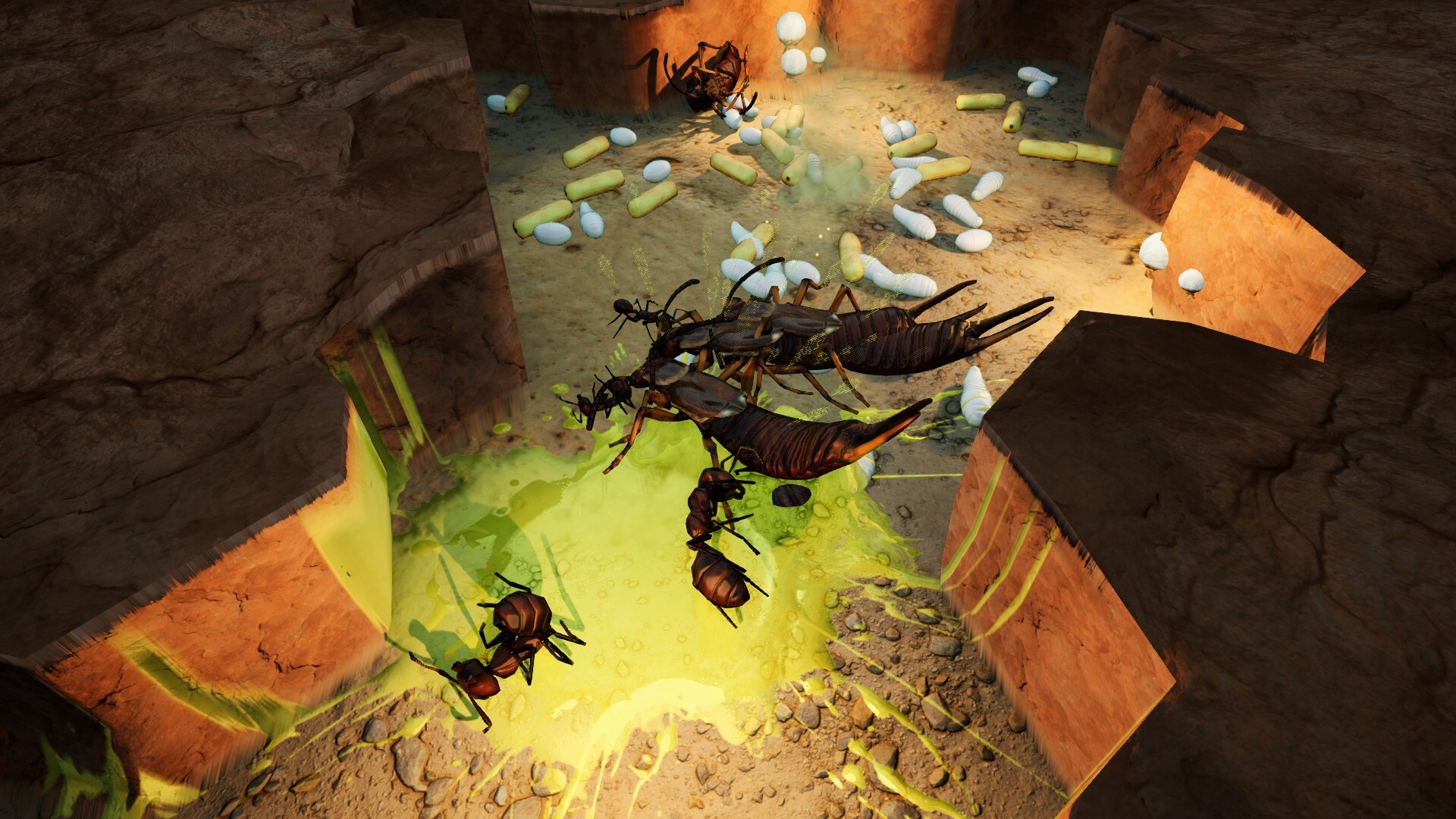Empires of the Undergrowth: Exploding Ants