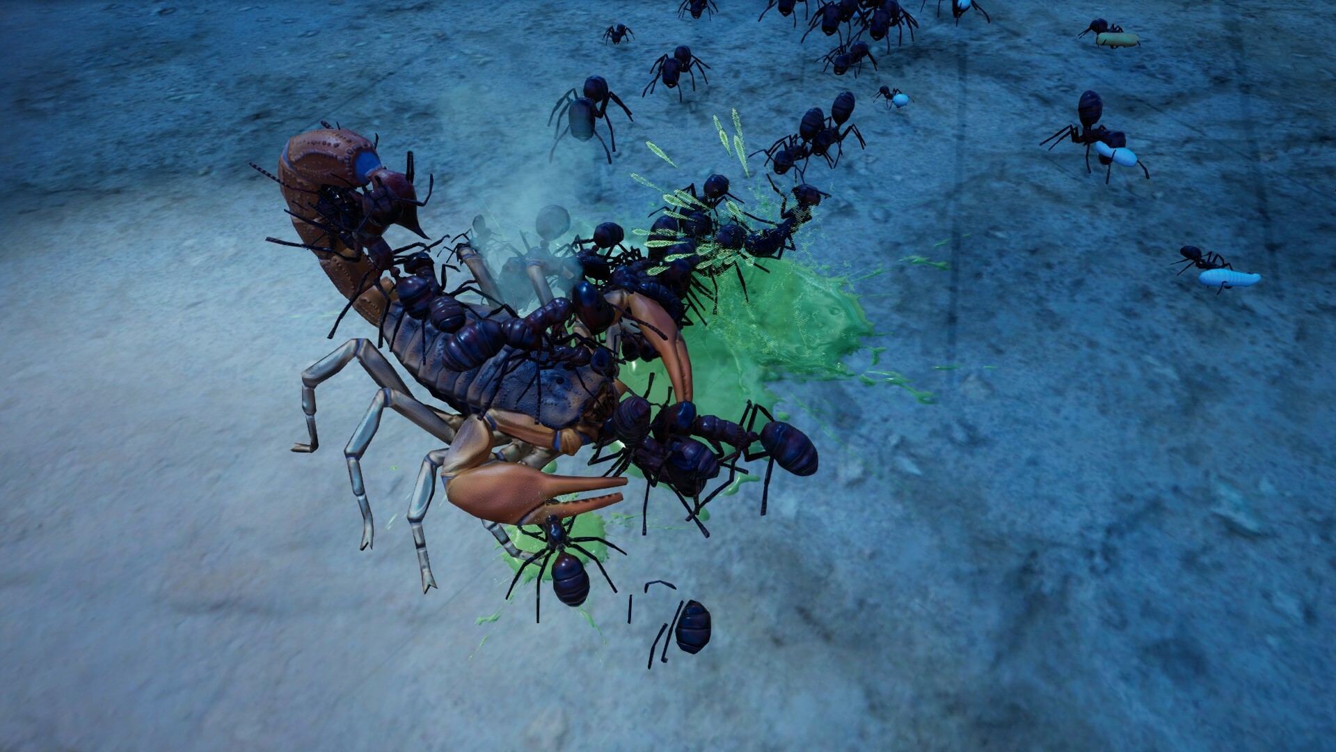 Empires of the Undergrowth: Exploding Ants