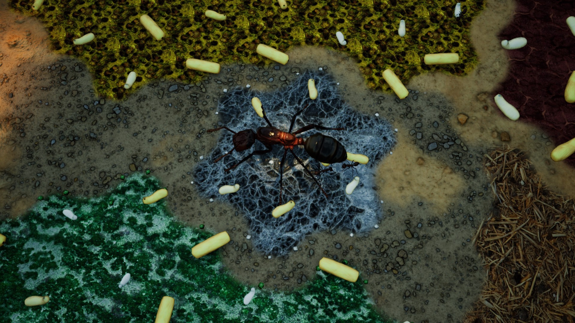 Empires of the Undergrowth: Exploding Ants