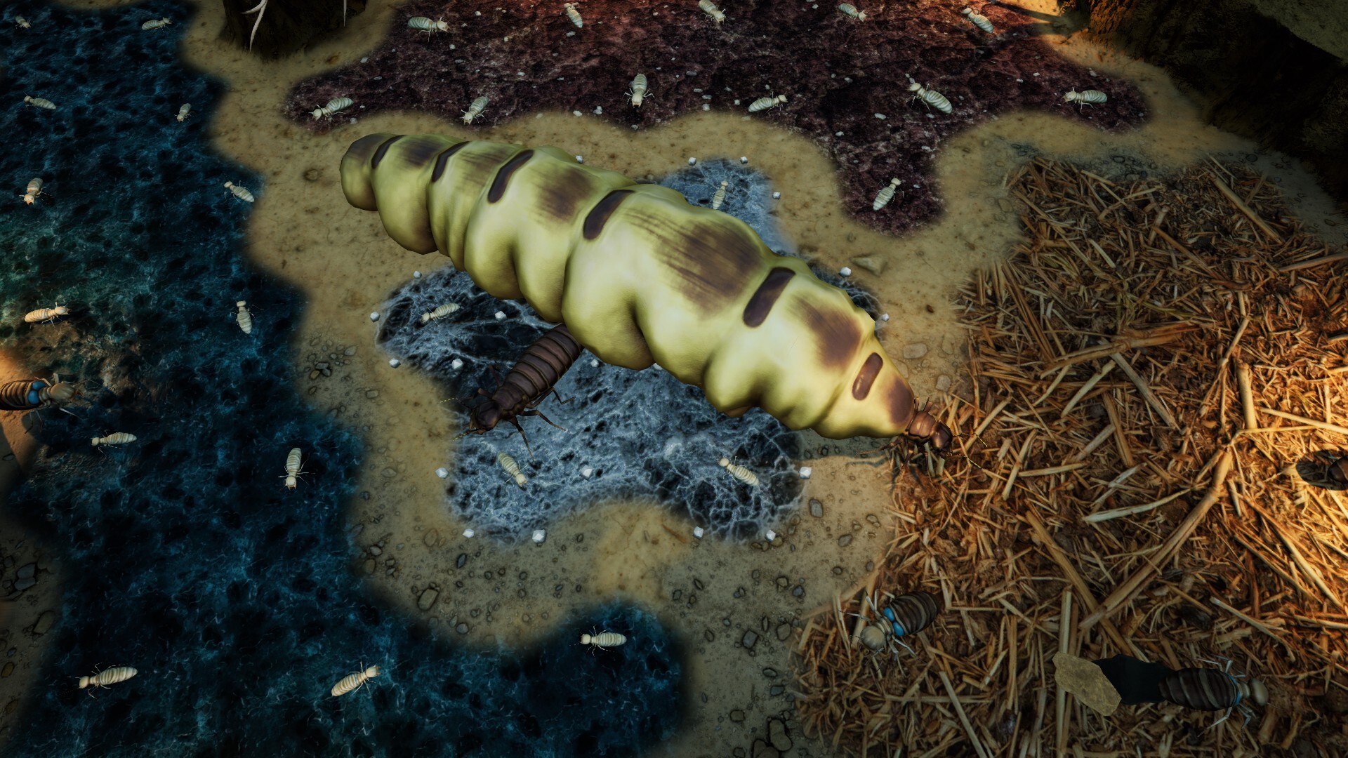 Empires of the Undergrowth: Exploding Ants