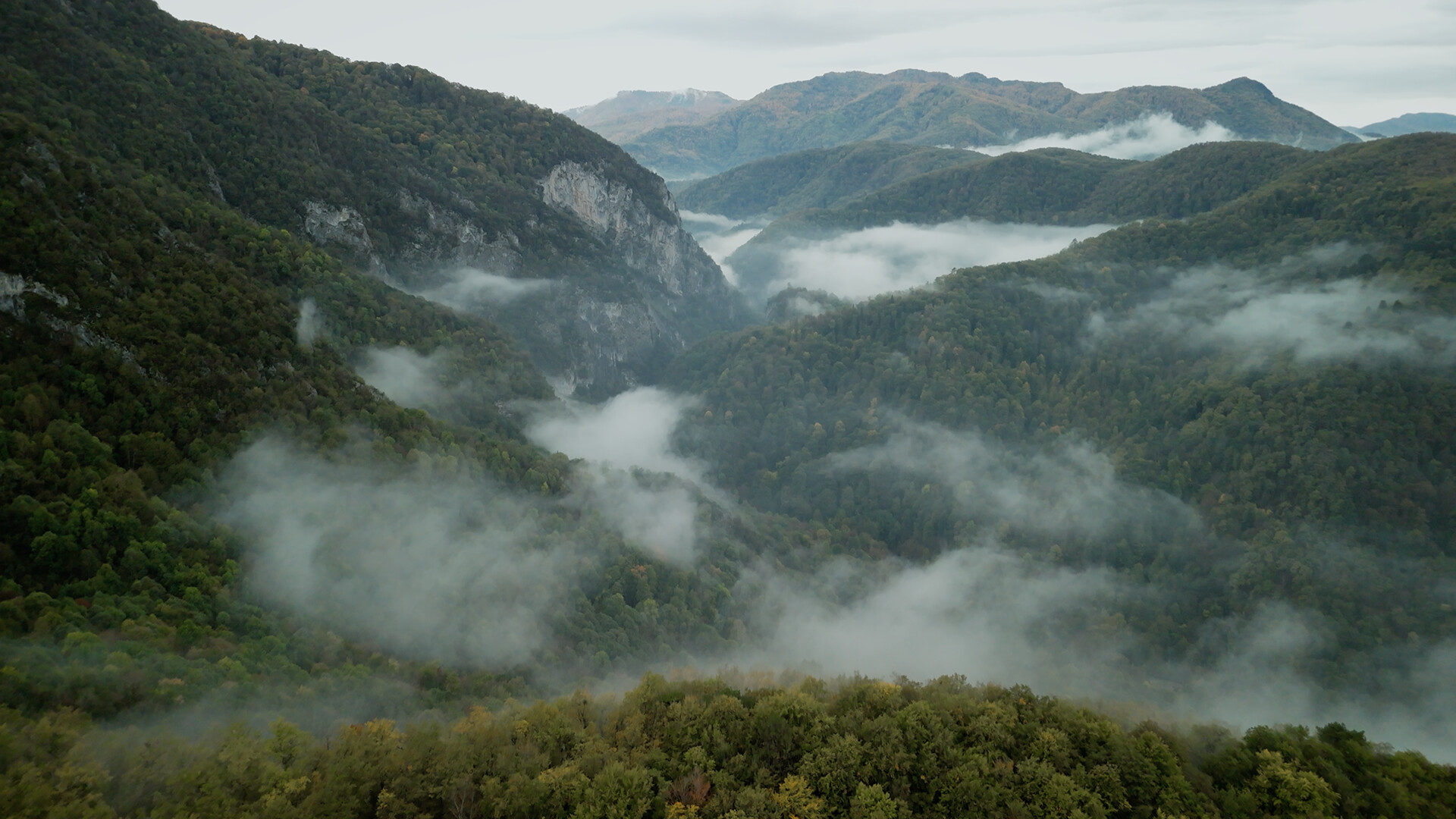 Wordless Forest