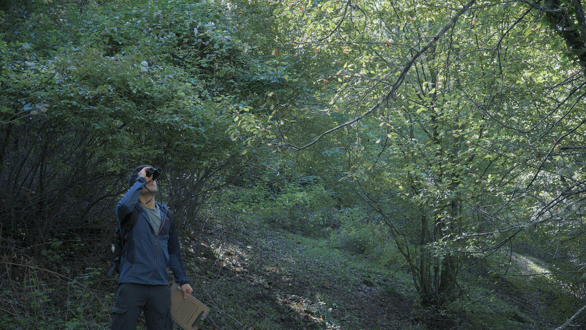 Wordless Forest