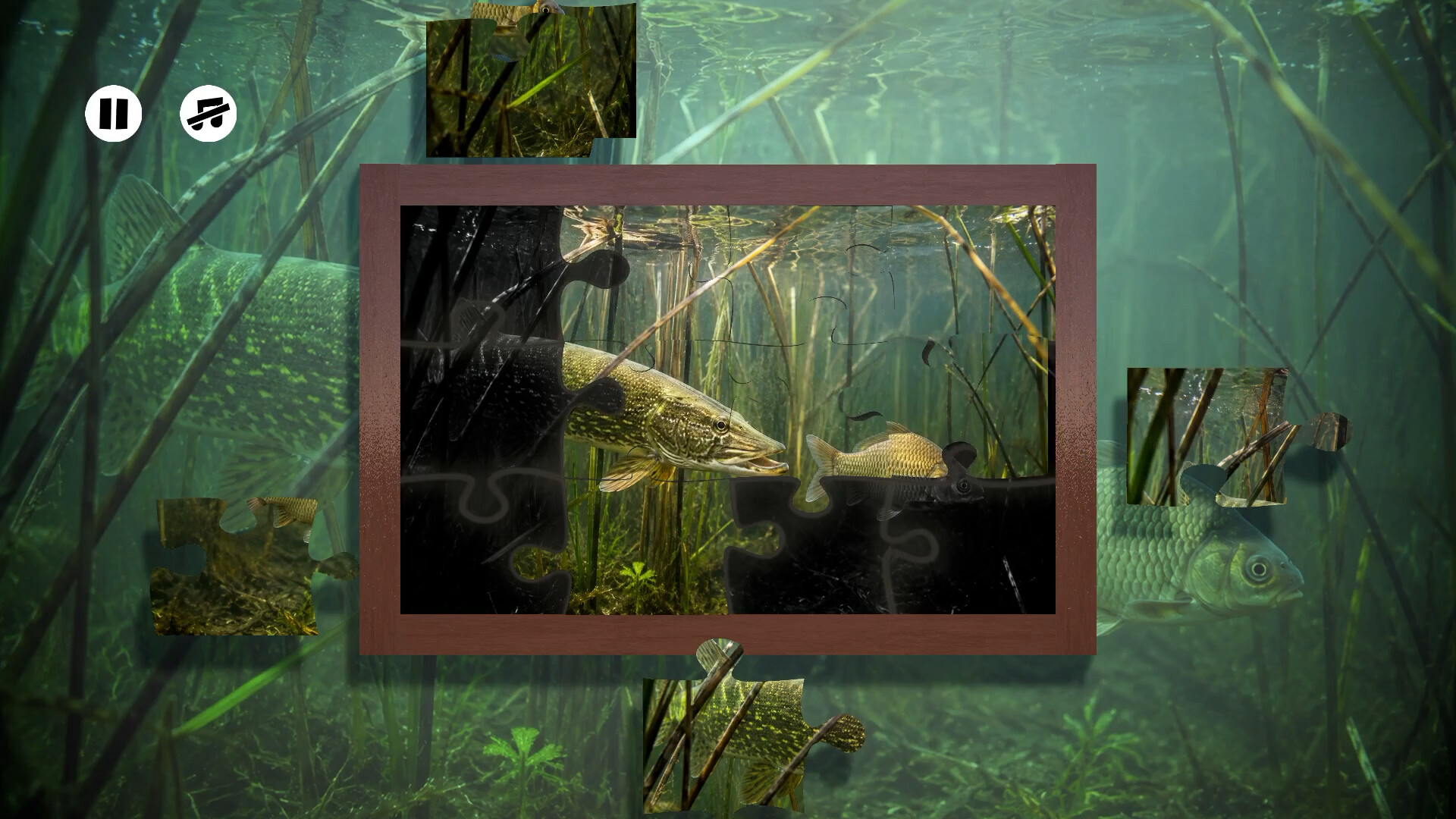 Puzzles: Fish