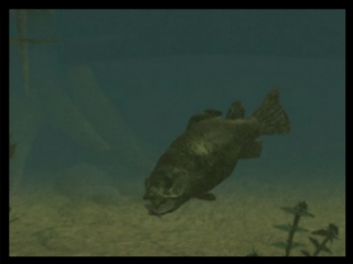Super Black Bass X2