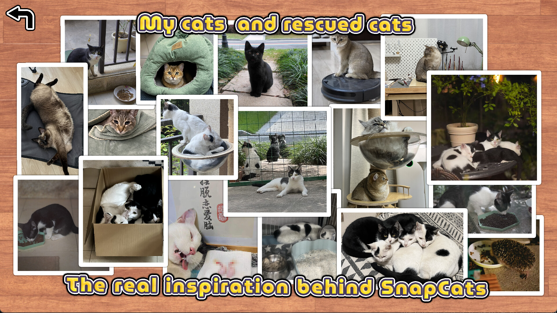 SnapCats