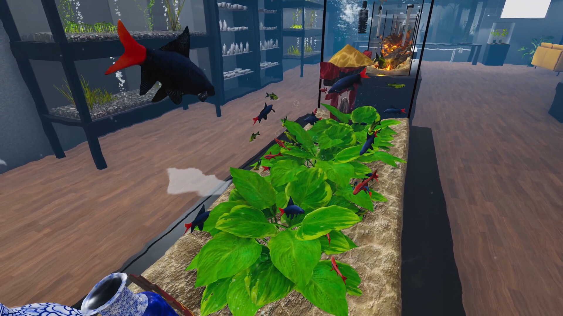 Aquarist: Asian Fish DLC