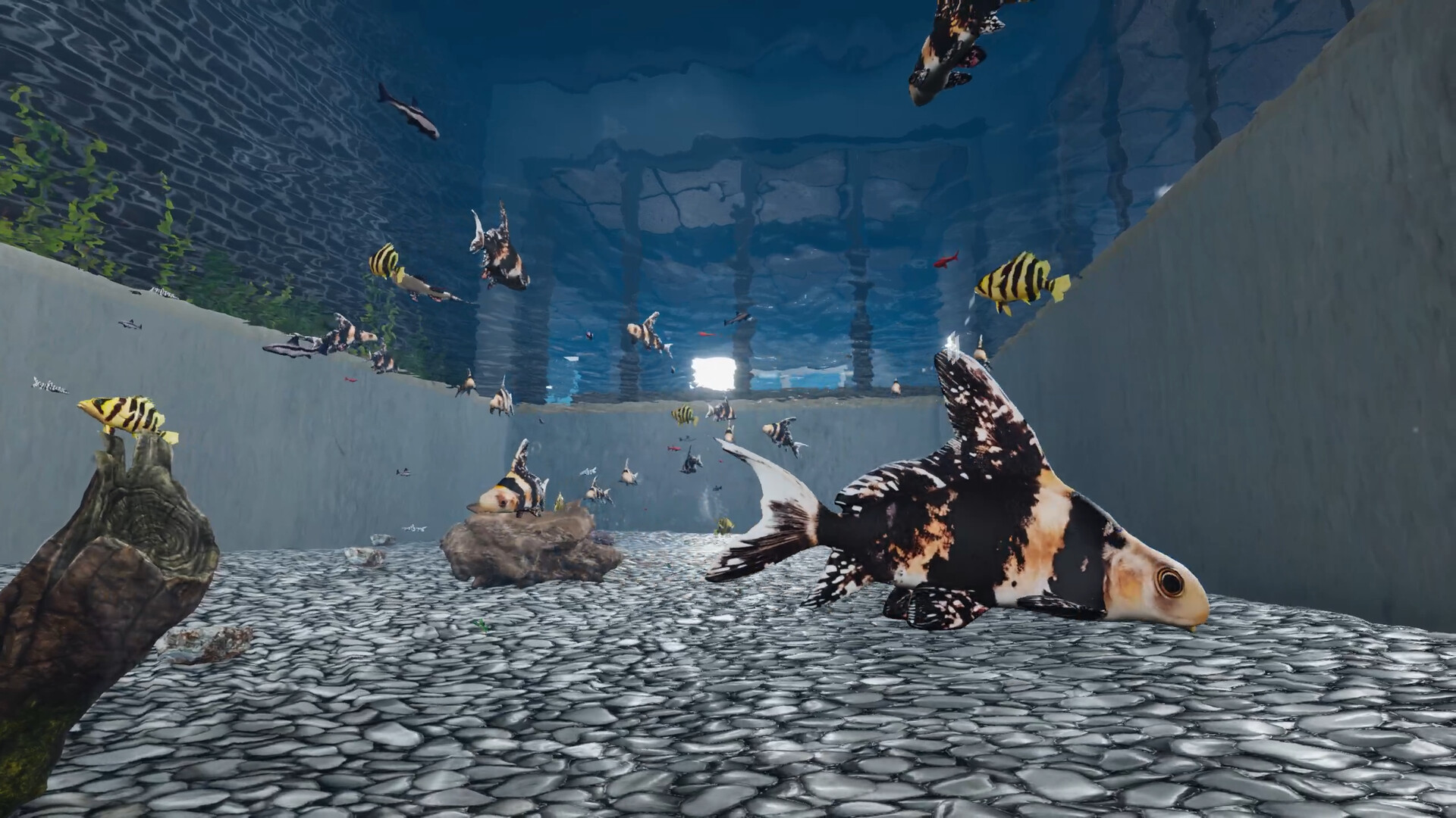 Aquarist: Asian Fish DLC