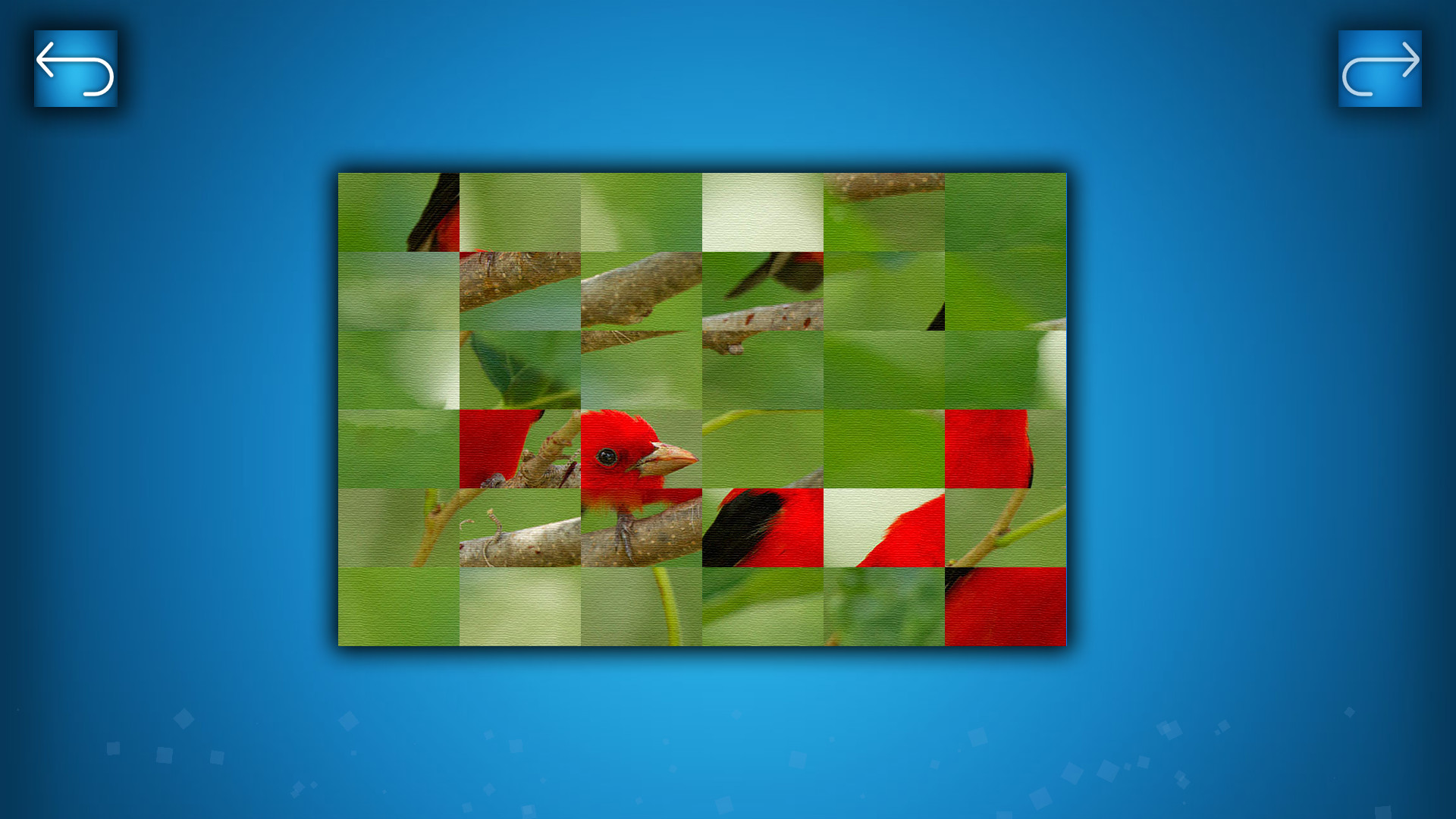 Puzzle: Birds
