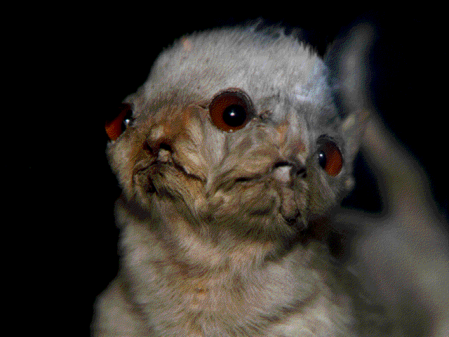 Weird: Truth is Stranger than Fiction