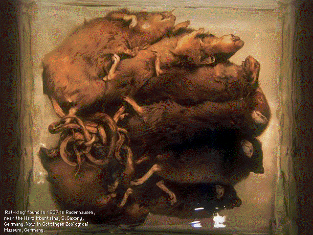 Weird: Truth is Stranger than Fiction