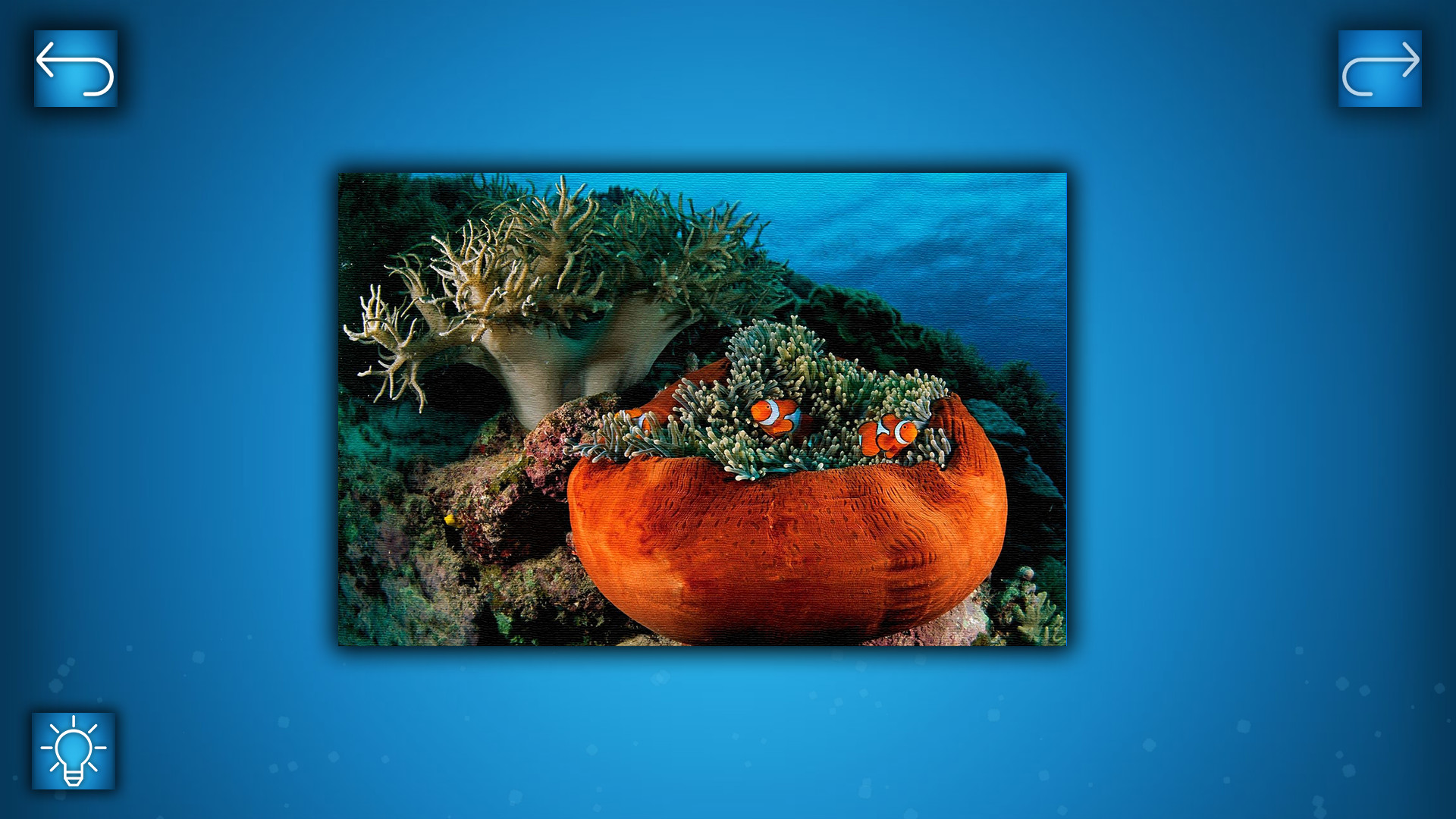 Puzzle: Ocean