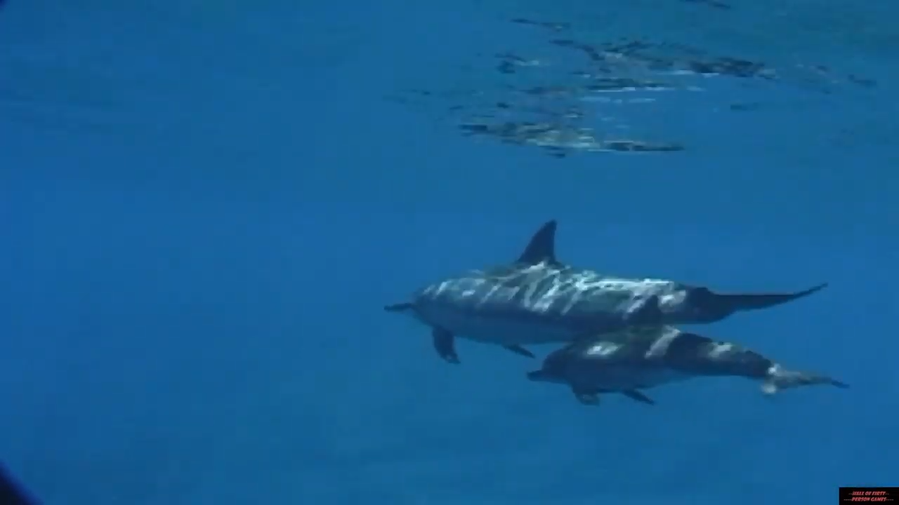 Body Glove Bluewater Hunter