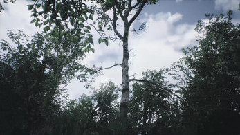 Scenic Forest Valley