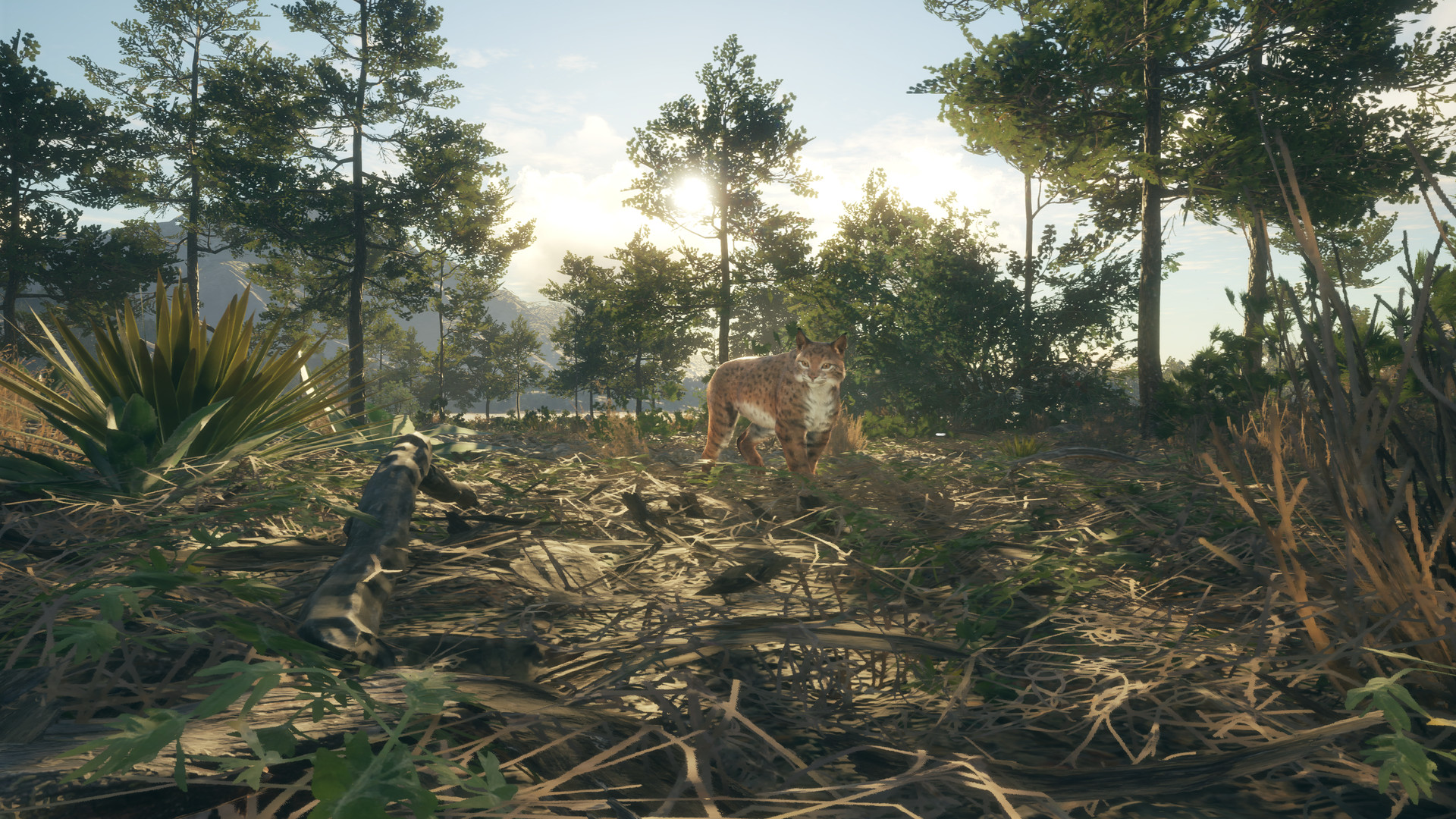 TheHunter: Call of the Wild – Rancho del Arroyo