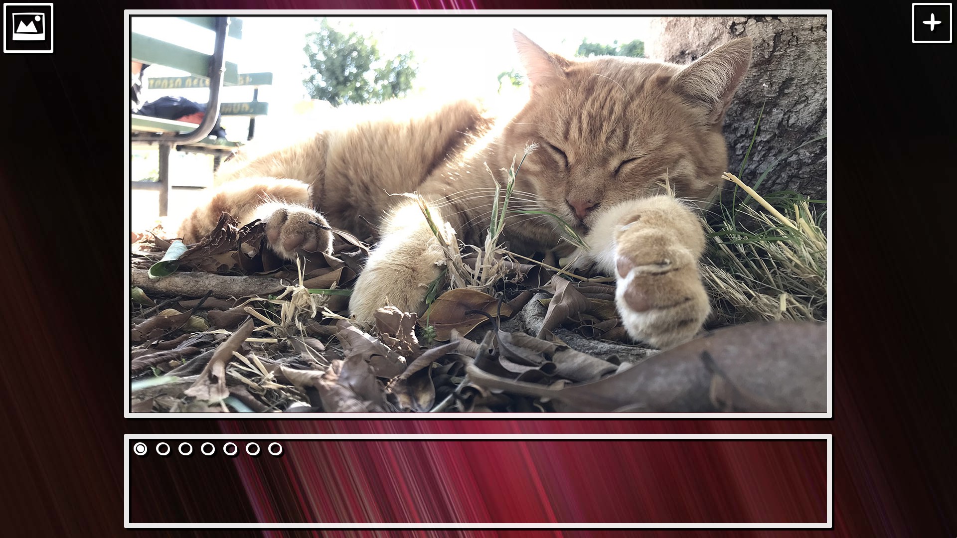 Super Jigsaw Puzzle: Generations – Cats Puzzles
