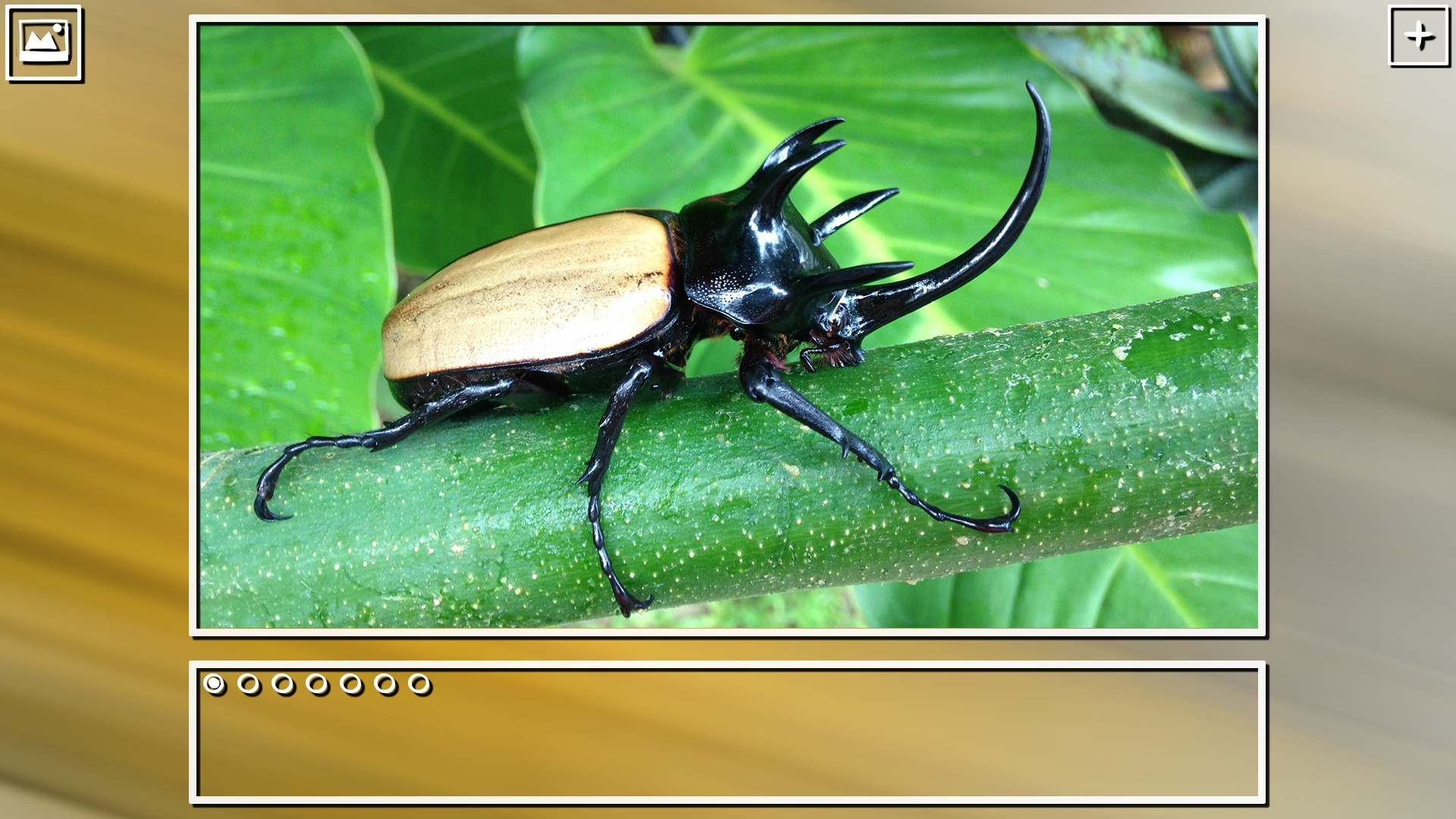 Super Jigsaw Puzzle: Generations – Bugs Puzzles