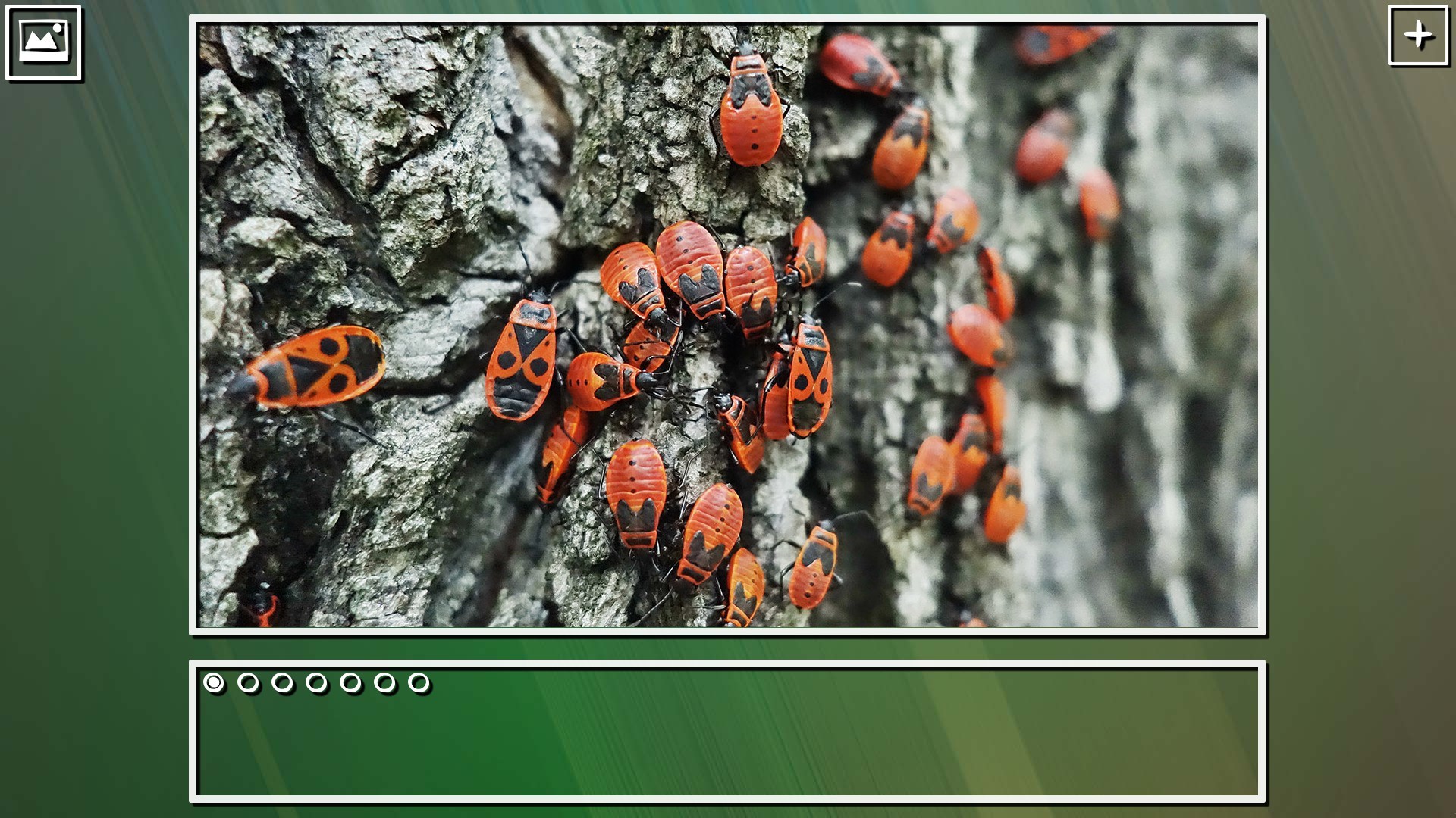 Super Jigsaw Puzzle: Generations – Bugs Puzzles