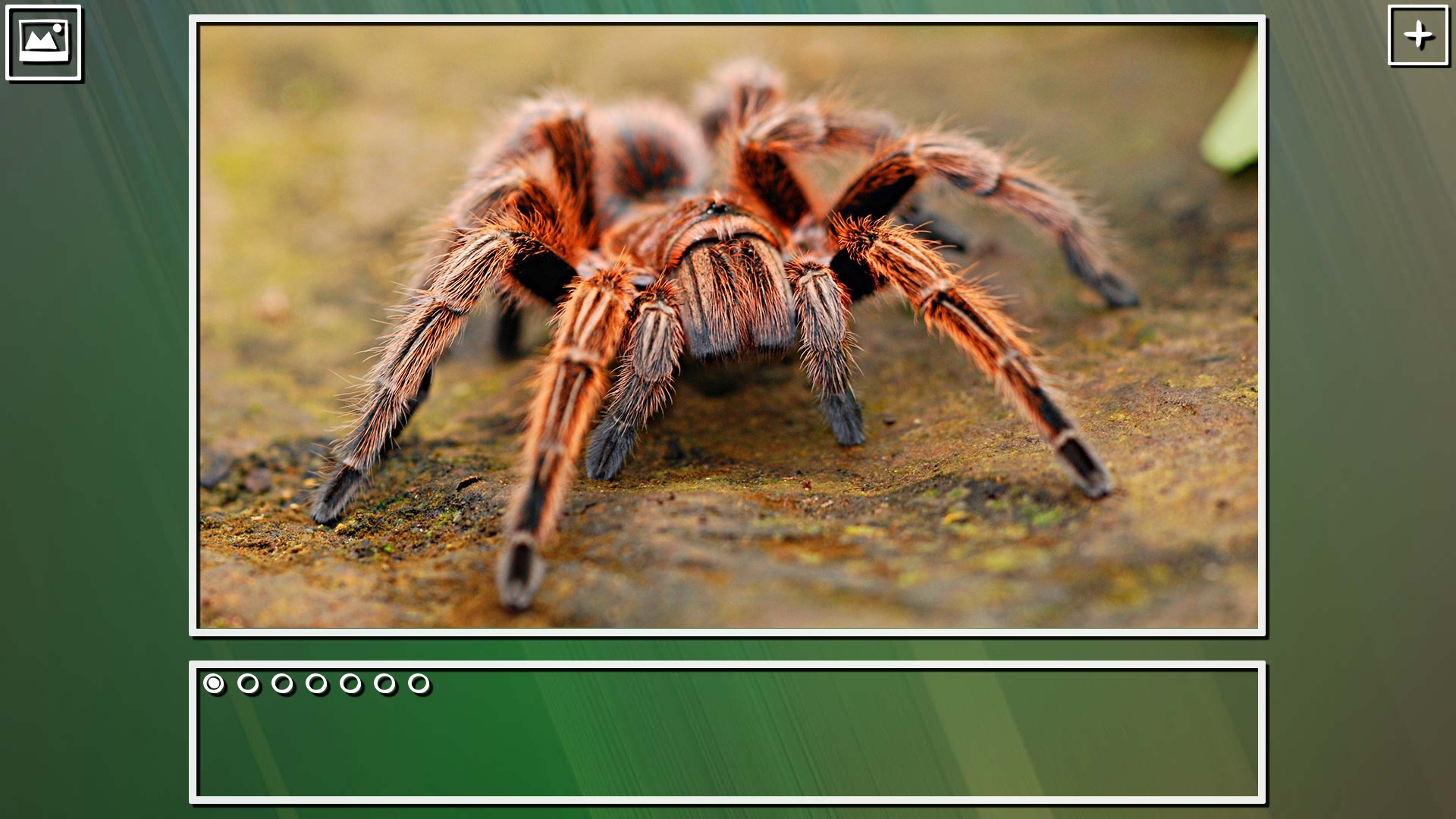 Super Jigsaw Puzzle: Generations – Bugs Puzzles