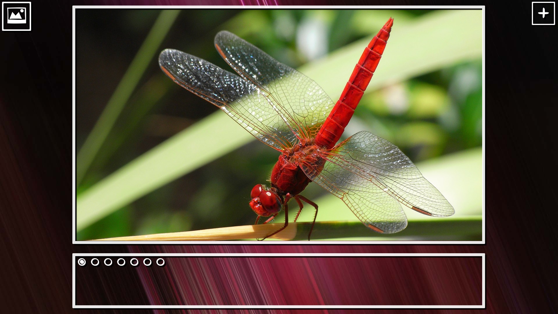 Super Jigsaw Puzzle: Generations – Bugs Puzzles