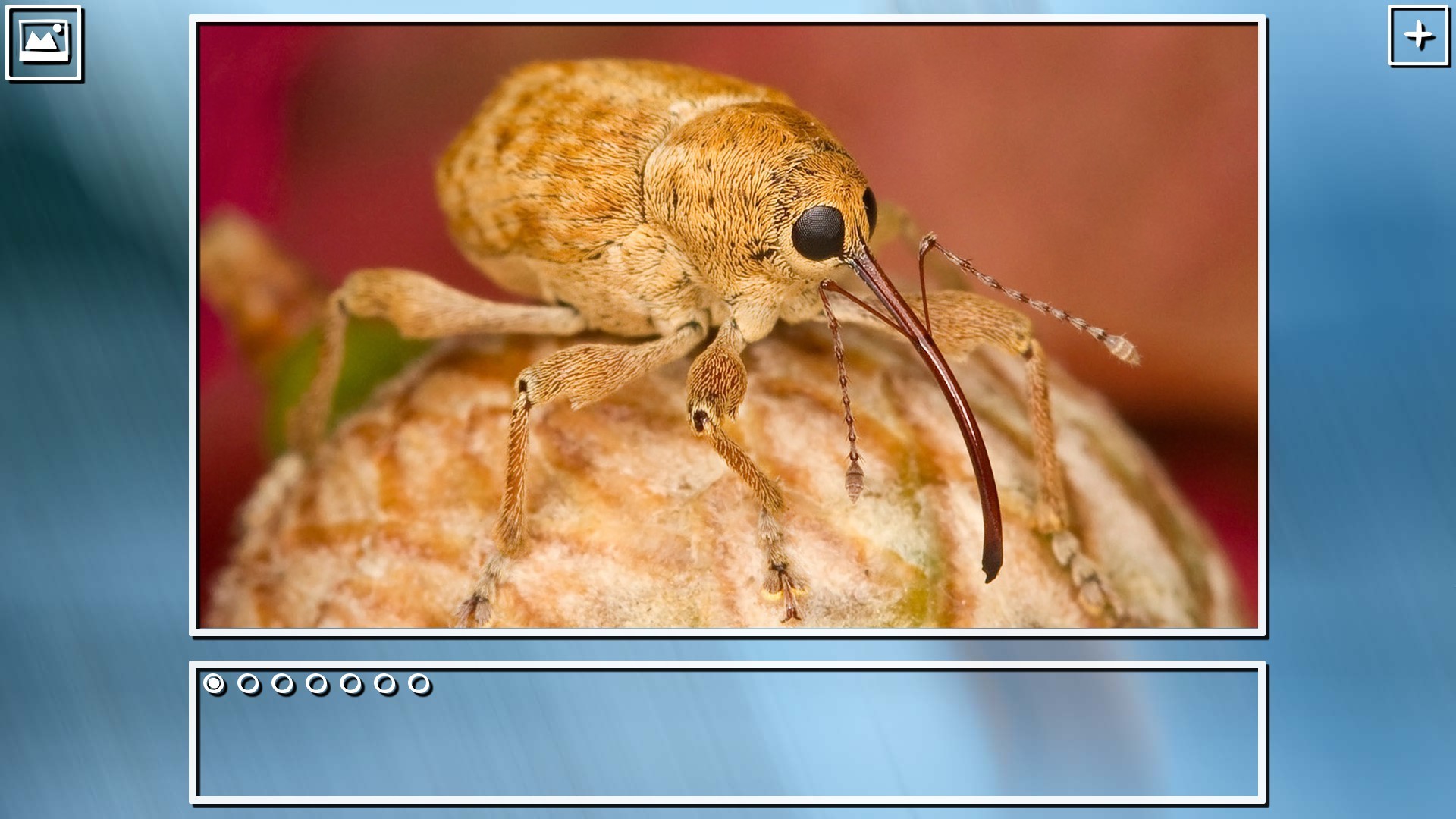 Super Jigsaw Puzzle: Generations – Bugs Puzzles