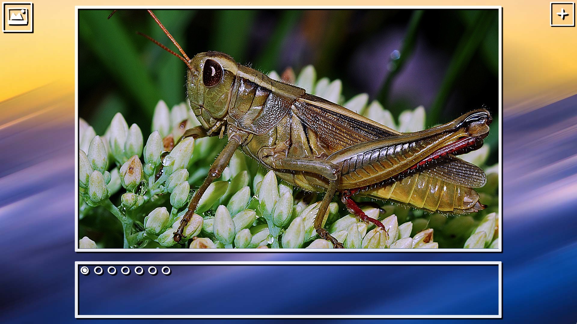 Super Jigsaw Puzzle: Generations – Bugs Puzzles