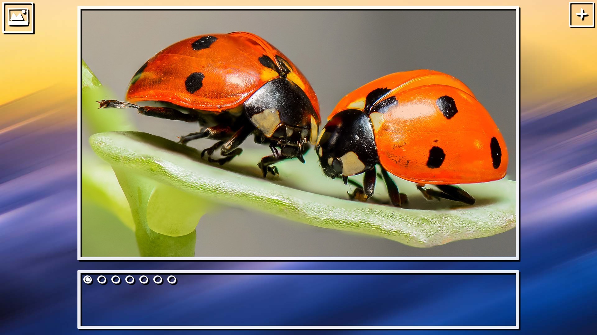 Super Jigsaw Puzzle: Generations – Bugs Puzzles