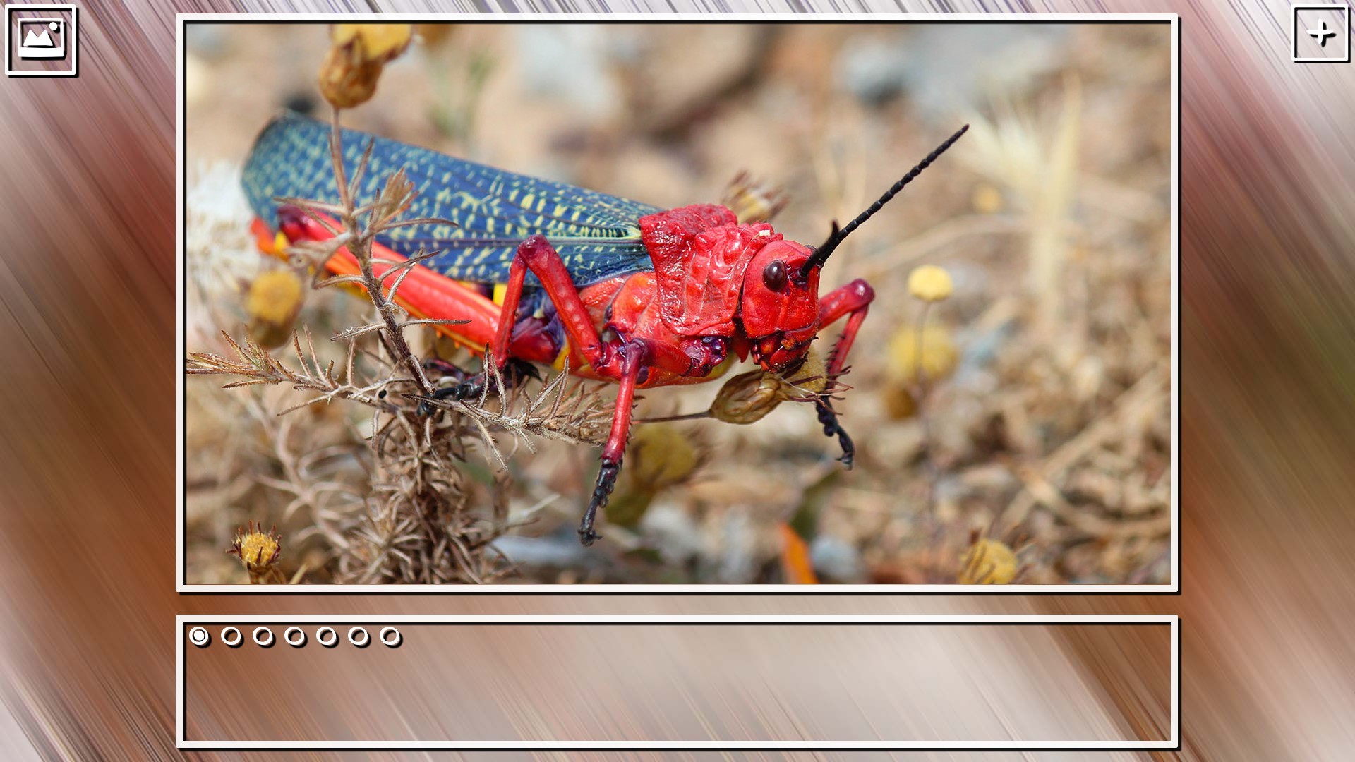 Super Jigsaw Puzzle: Generations – Bugs Puzzles