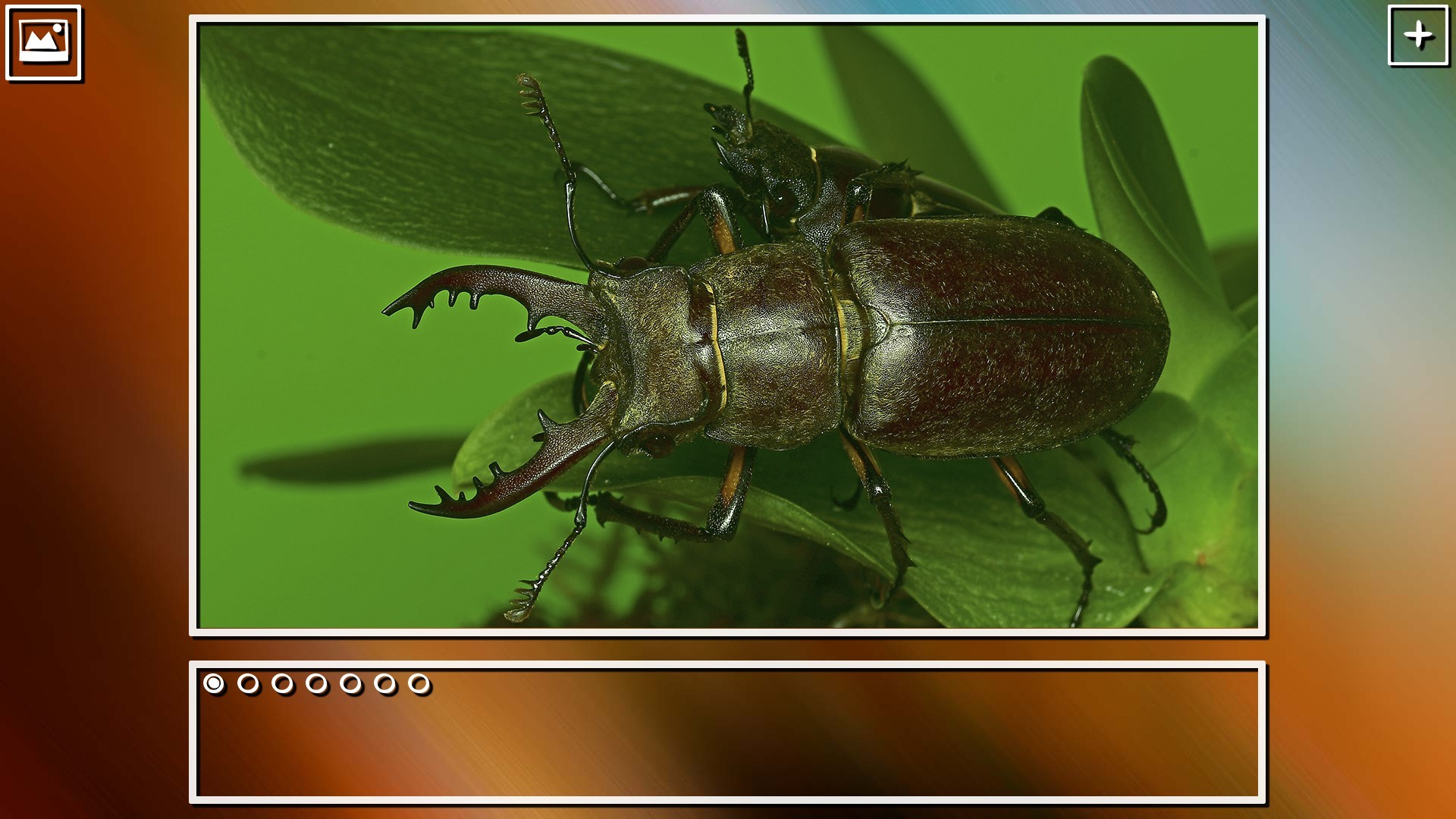 Super Jigsaw Puzzle: Generations – Bugs Puzzles