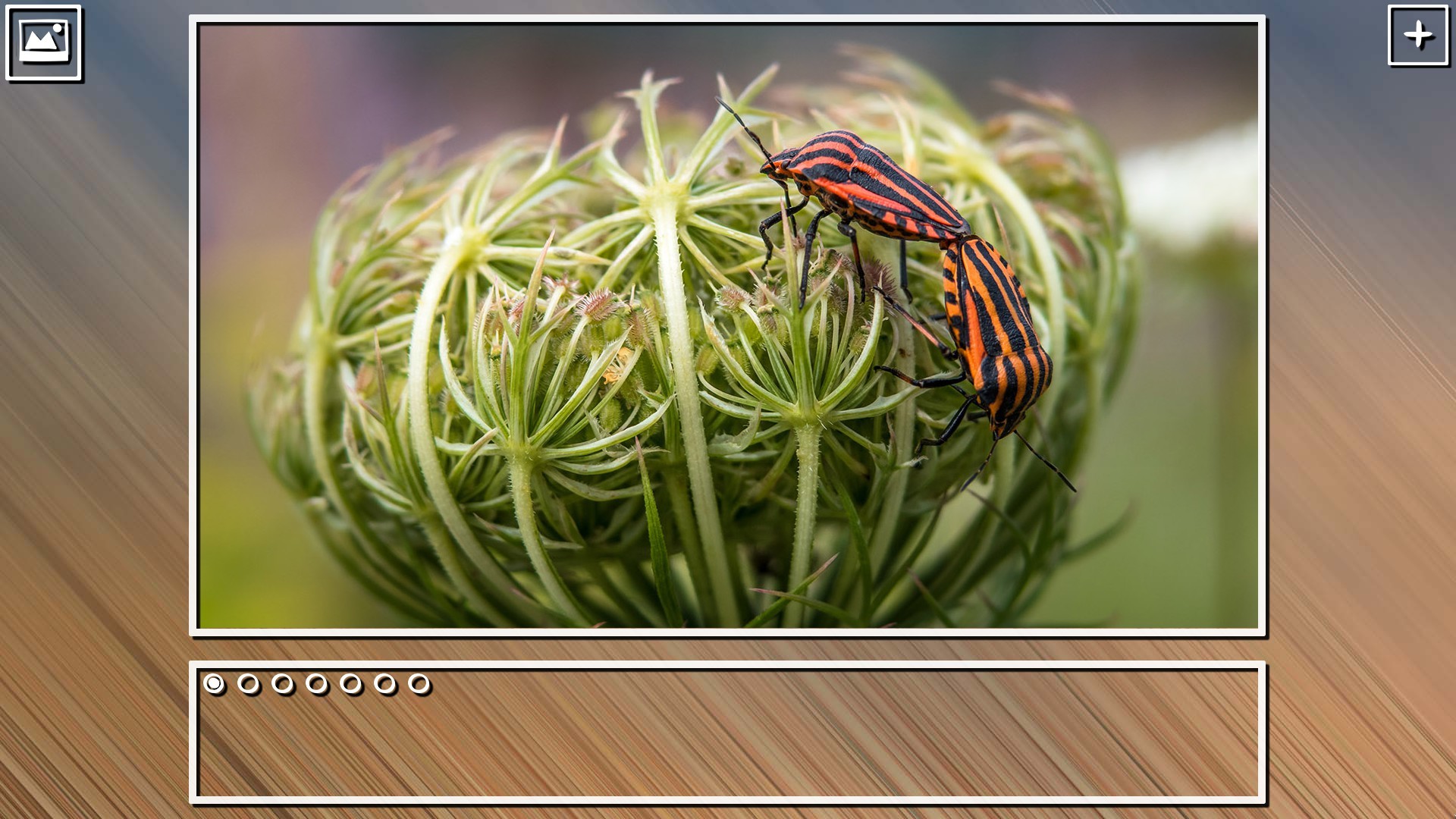 Super Jigsaw Puzzle: Generations – Bugs Puzzles