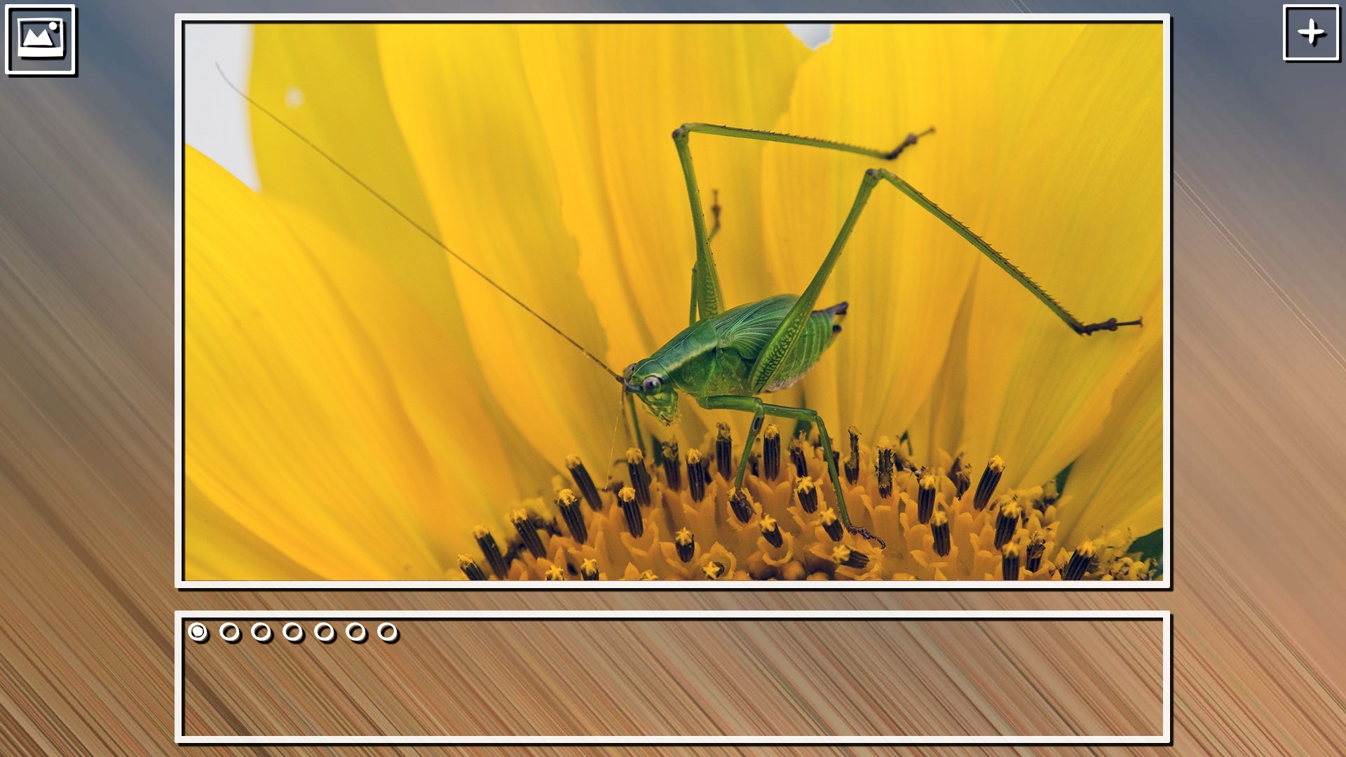 Super Jigsaw Puzzle: Generations – Bugs Puzzles