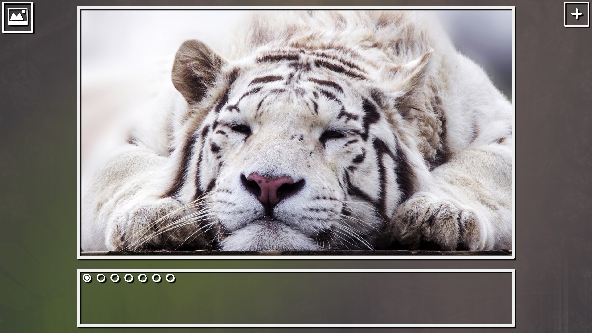 Super Jigsaw Puzzle: Generations – Big Cats Puzzles