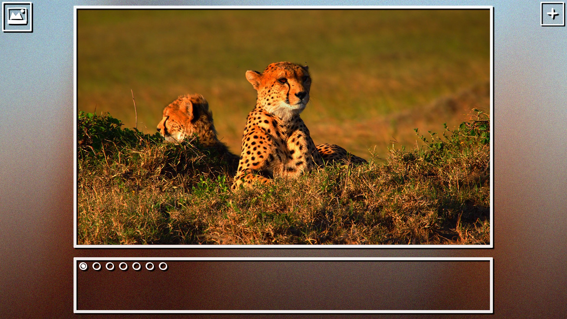 Super Jigsaw Puzzle: Generations – Big Cats Puzzles