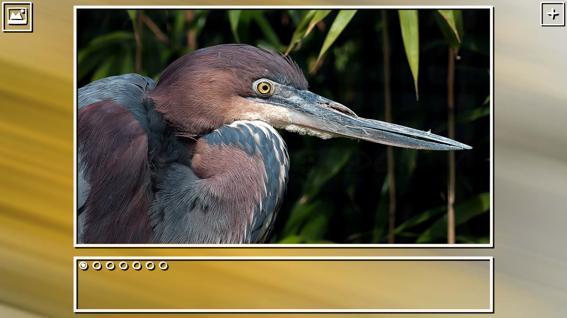 Super Jigsaw Puzzle: Generations – Birds Puzzles