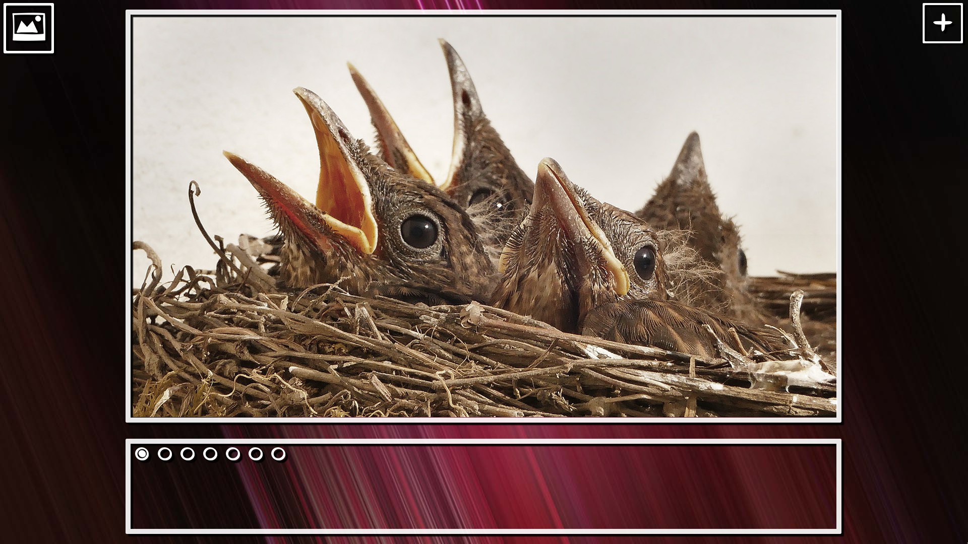 Super Jigsaw Puzzle: Generations – Birds Puzzles