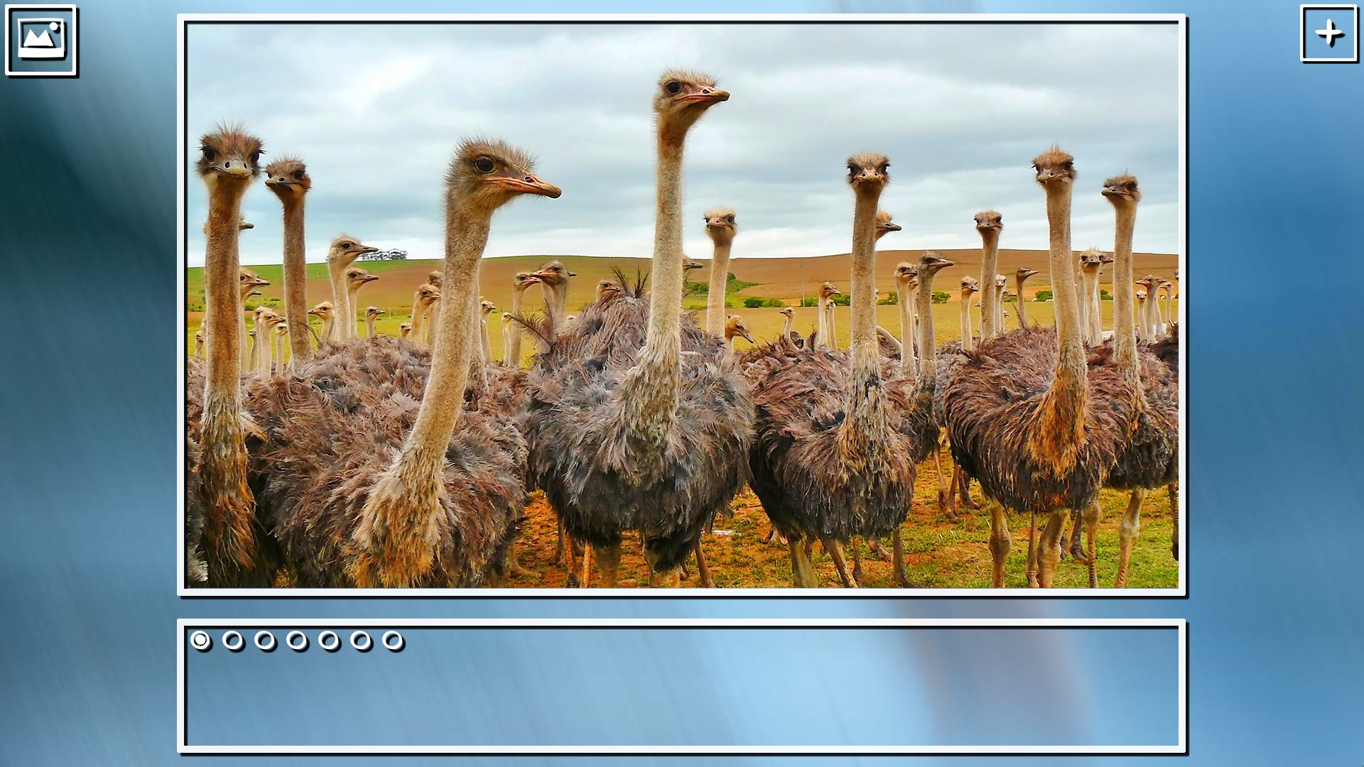 Super Jigsaw Puzzle: Generations – Birds Puzzles